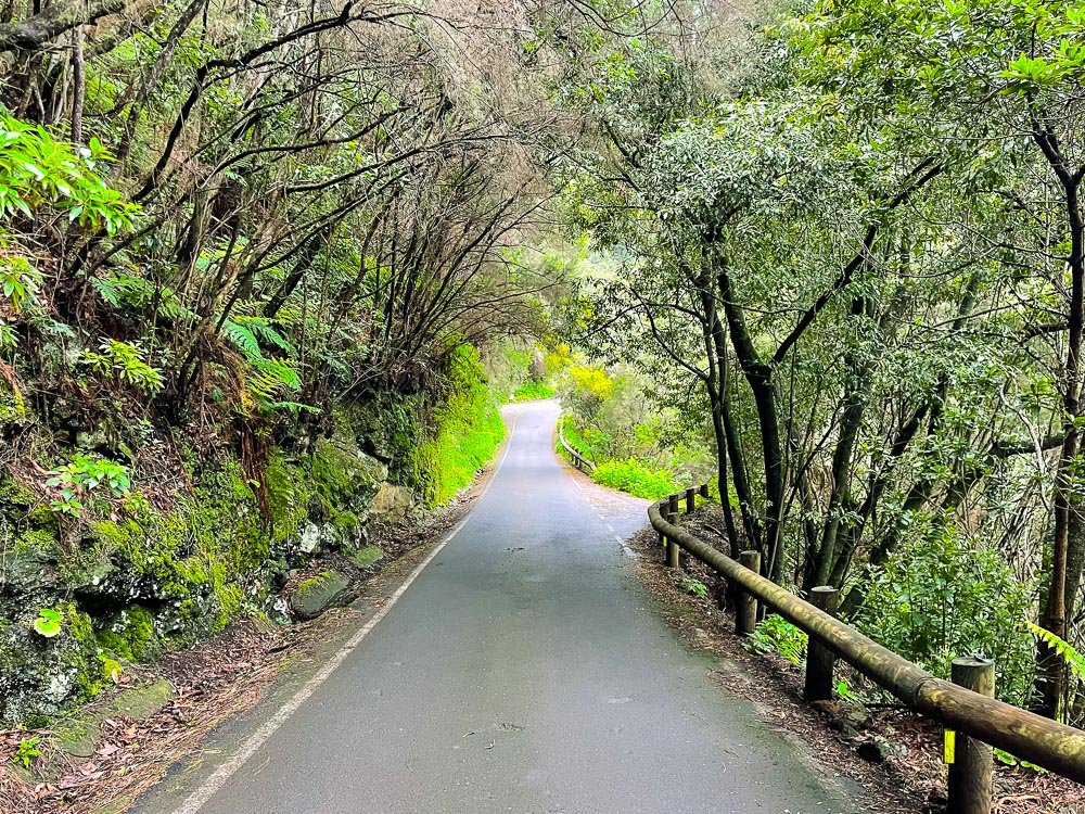 Scenic road with laurel forest