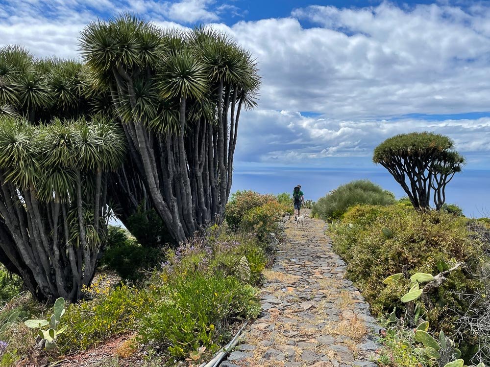 Hiking path and dragon trees