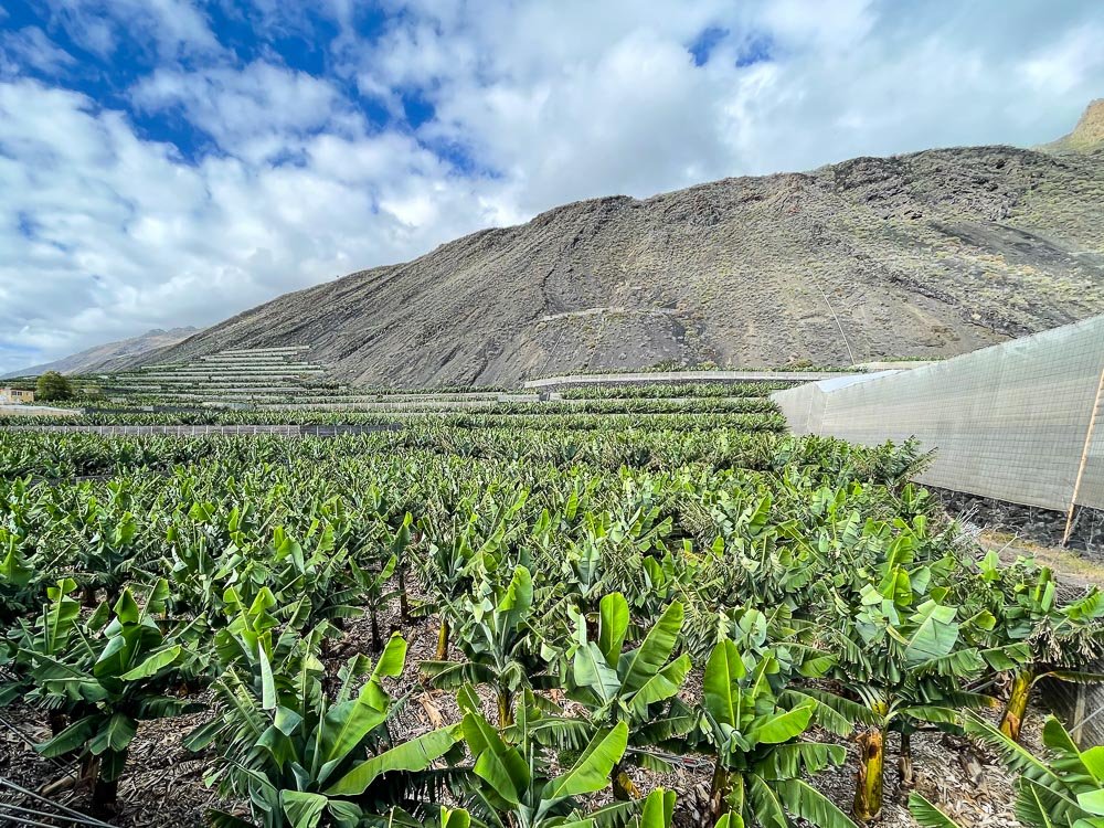 Banana fields in the Canary Islands